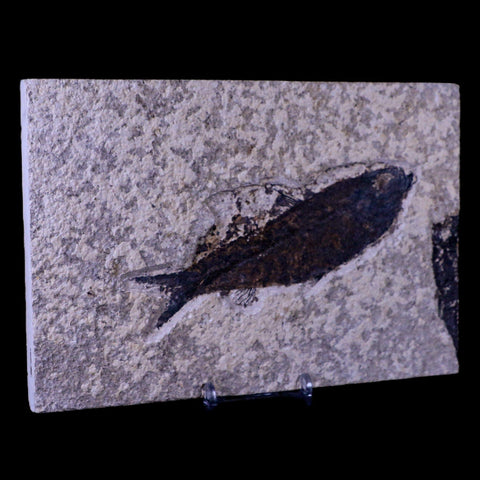 XL 4.8" Knightia Eocaena Fossil Fish Green River FM WY Eocene Age COA & Stand - Fossil Age Minerals