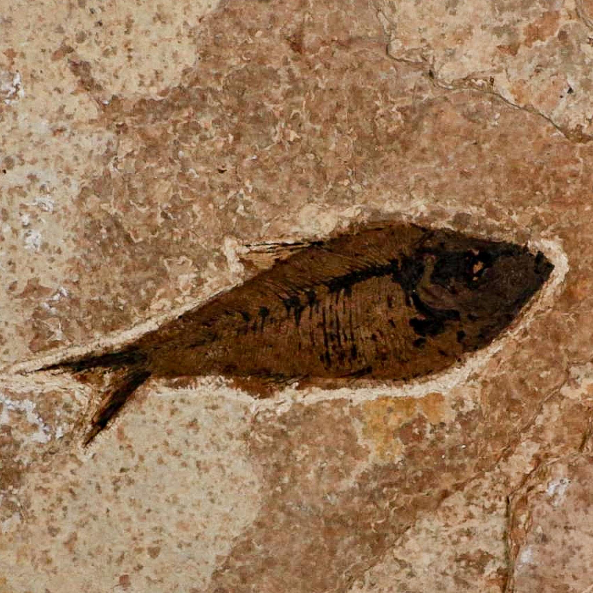 XL 4.2" Diplomystus Dentatus Fossil Fish Green River FM WY Eocene Age COA, Stand - Fossil Age Minerals