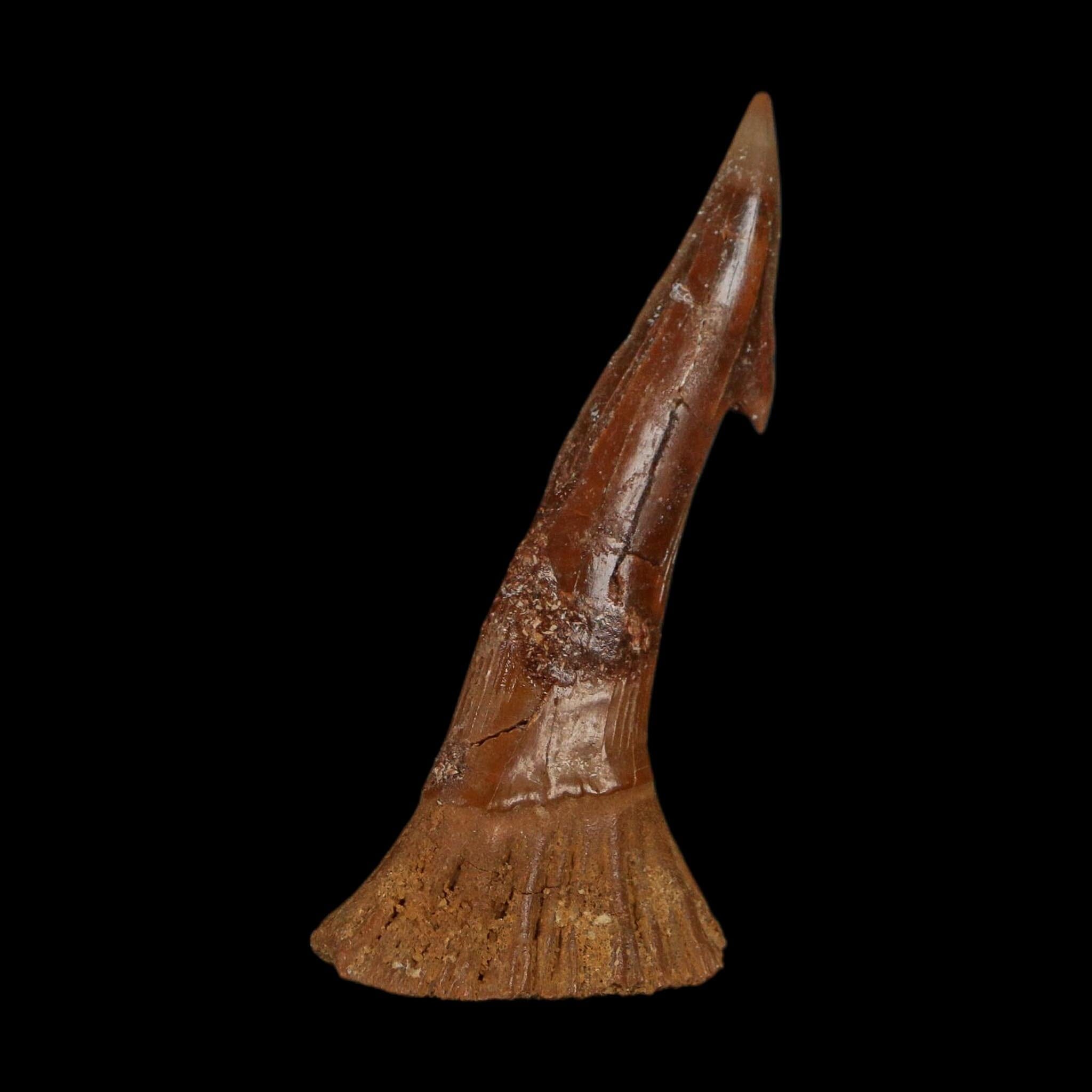 2.4" Sawfish Fossil Tooth Barb Onchopristis Numidus Cretaceous Dinosaur Era COA