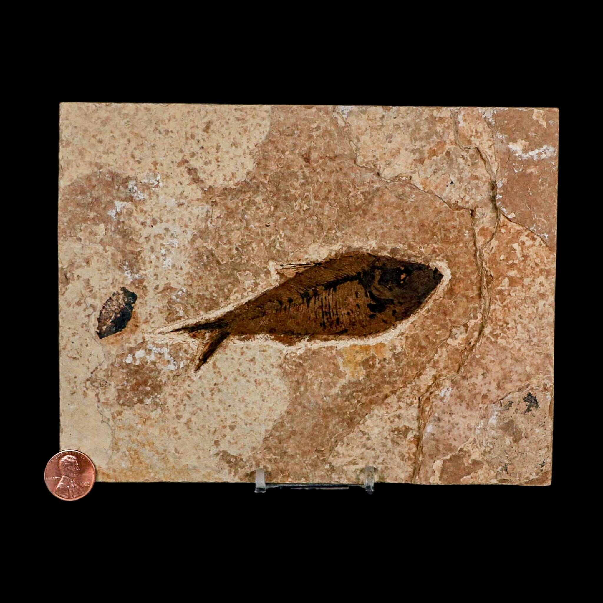 XL 4.2" Diplomystus Dentatus Fossil Fish Green River FM WY Eocene Age COA, Stand - Fossil Age Minerals