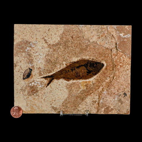 XL 4.2" Diplomystus Dentatus Fossil Fish Green River FM WY Eocene Age COA, Stand
