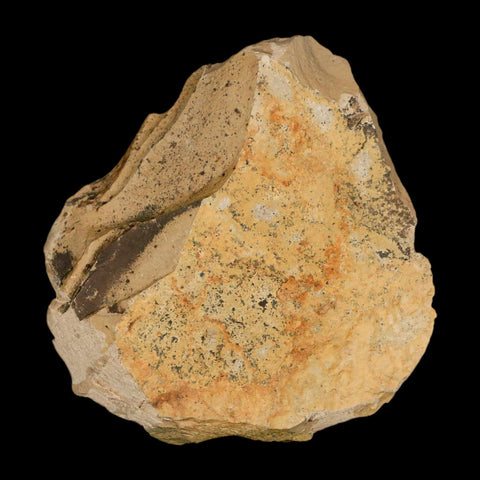1.4" Detailed Fossil Plant Leafs Metasequoia Dawn Redwood Oligocene Age MT COA - Fossil Age Minerals