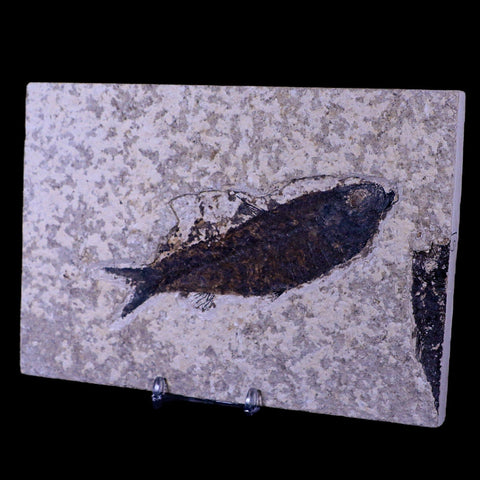 XL 4.8" Knightia Eocaena Fossil Fish Green River FM WY Eocene Age COA & Stand - Fossil Age Minerals