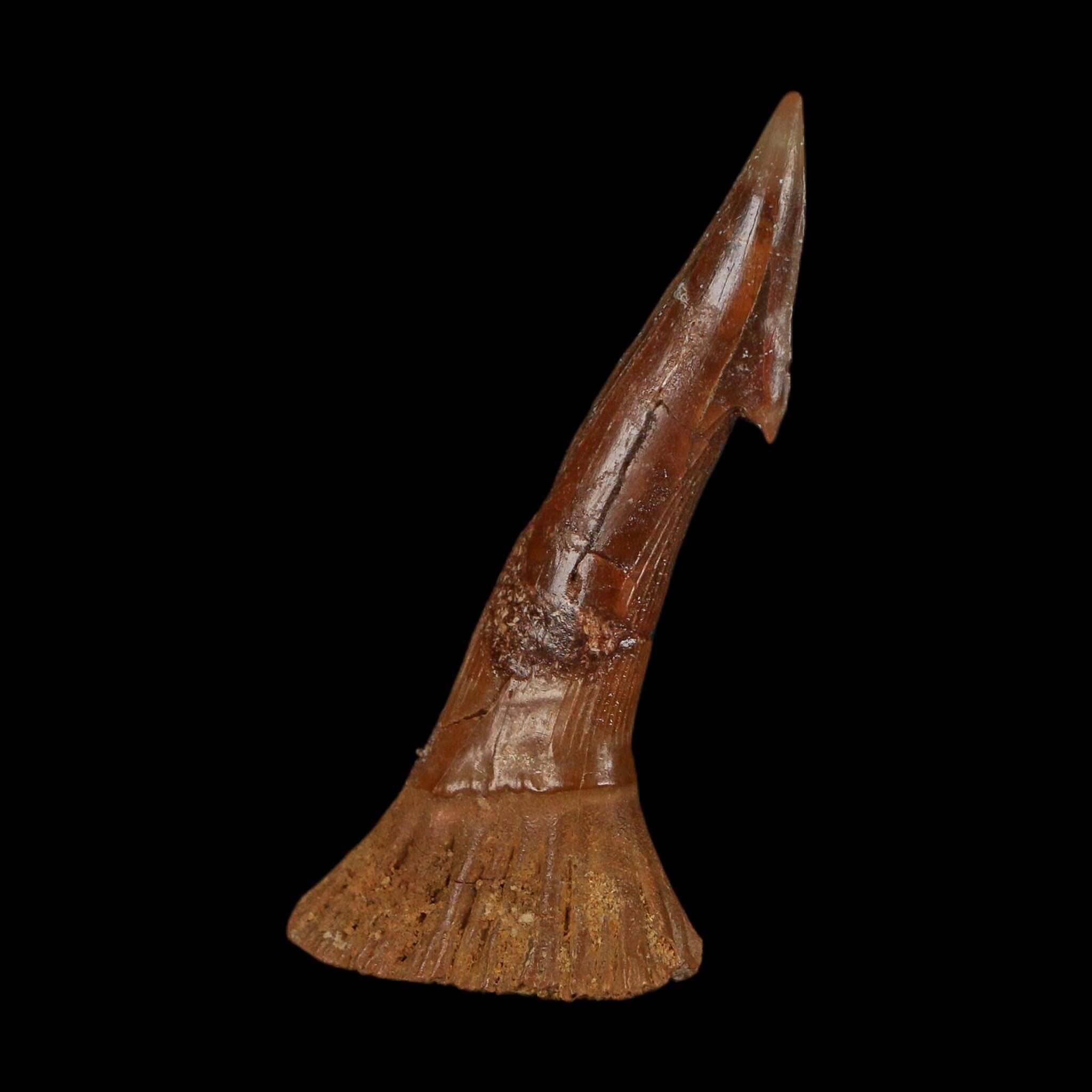 2.4" Sawfish Fossil Tooth Barb Onchopristis Numidus Cretaceous Dinosaur Era COA