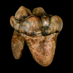 Cave Bear Teeth Collection