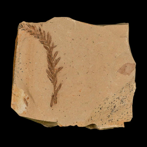 1.5" Detailed Fossil Plant Leafs Metasequoia Dawn Redwood Oligocene Age MT COA - Fossil Age Minerals