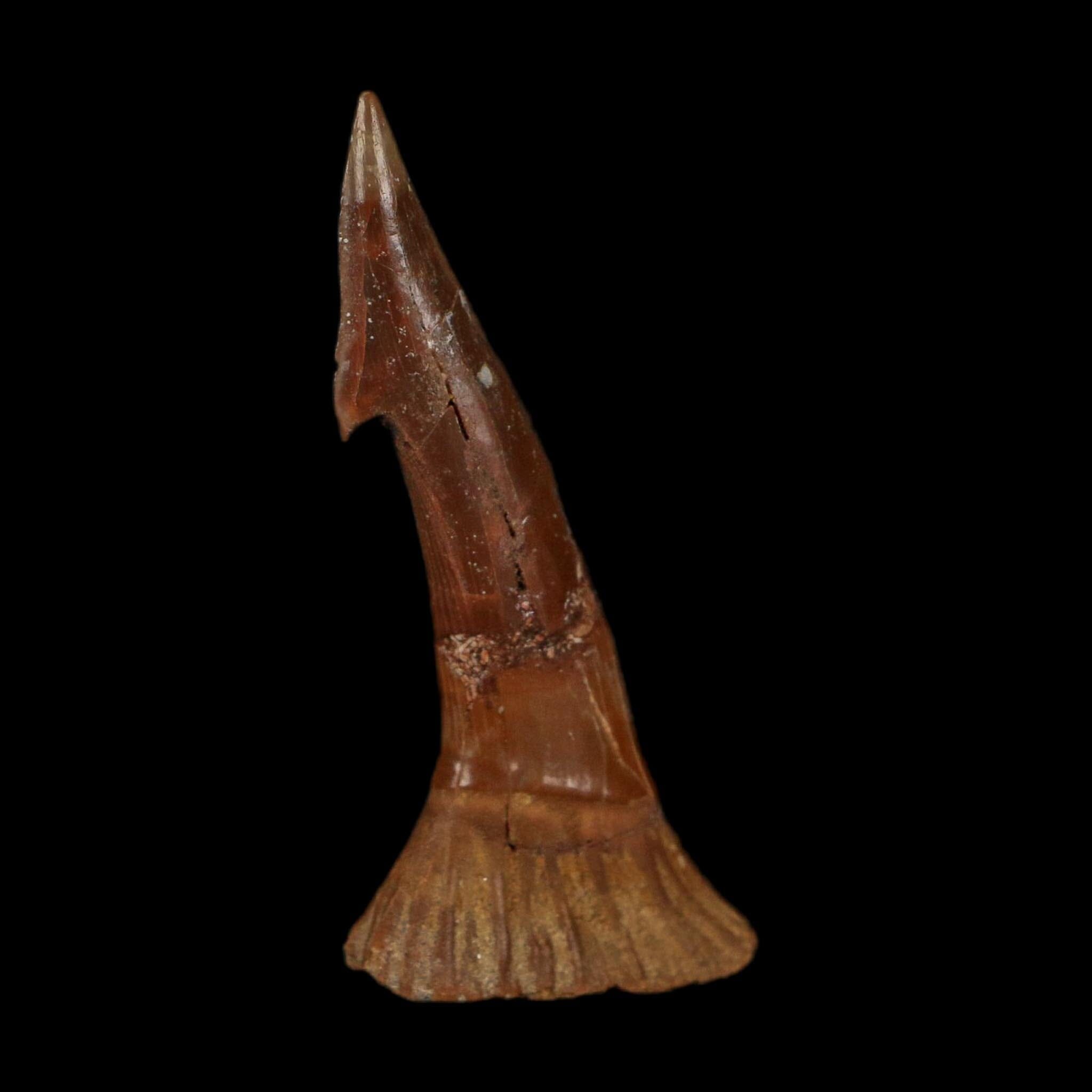 2.4" Sawfish Fossil Tooth Barb Onchopristis Numidus Cretaceous Dinosaur Era COA