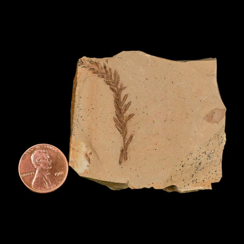 1.5" Detailed Fossil Plant Leafs Metasequoia Dawn Redwood Oligocene Age MT COA - Fossil Age Minerals