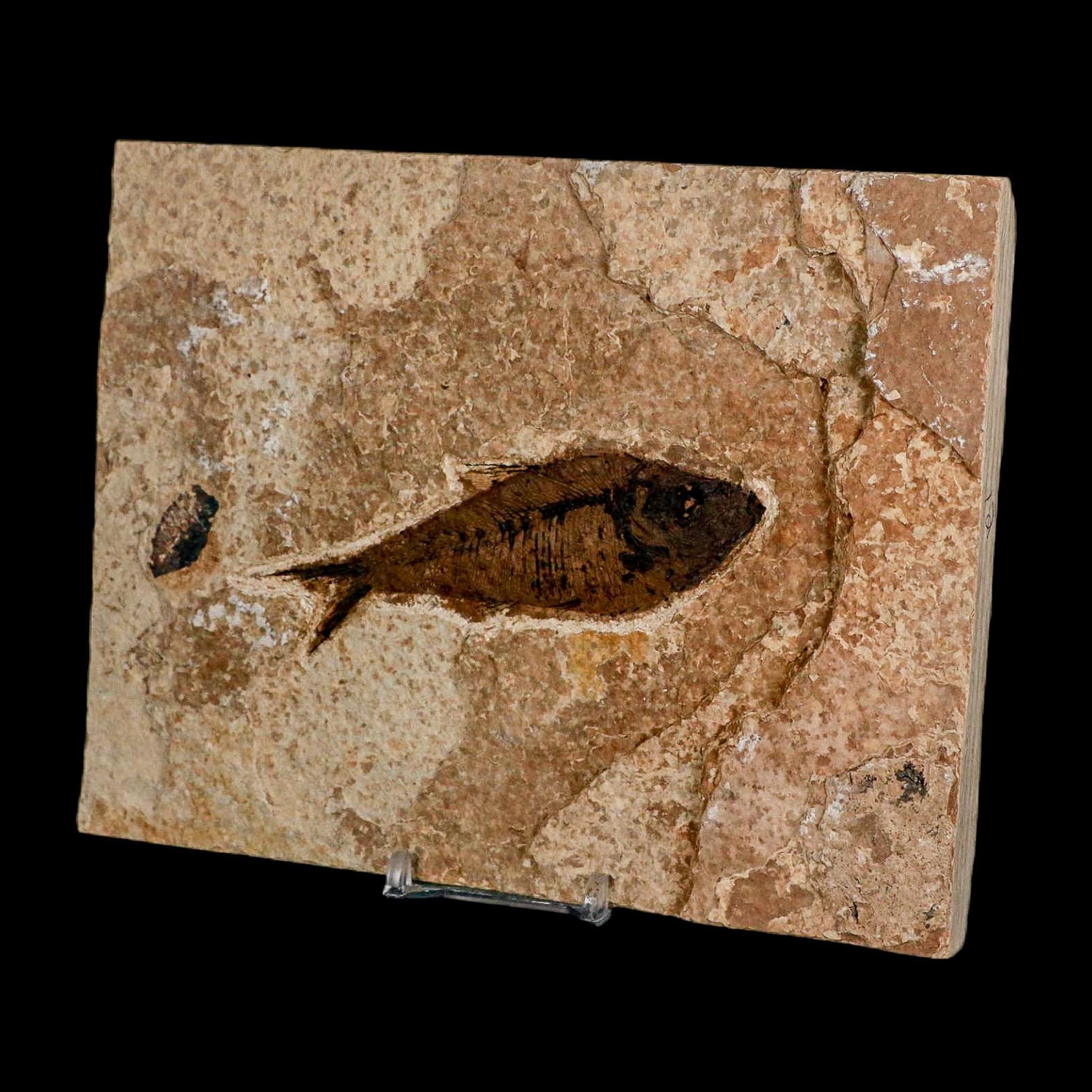 XL 4.2" Diplomystus Dentatus Fossil Fish Green River FM WY Eocene Age COA, Stand - Fossil Age Minerals