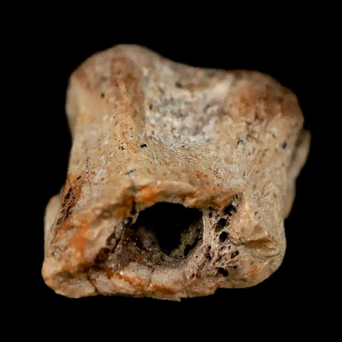 0.7" Rare Raptor Fossil Toe Bone Judith River FM Cretaceous Dinosaur Montana COA - Fossil Age Minerals