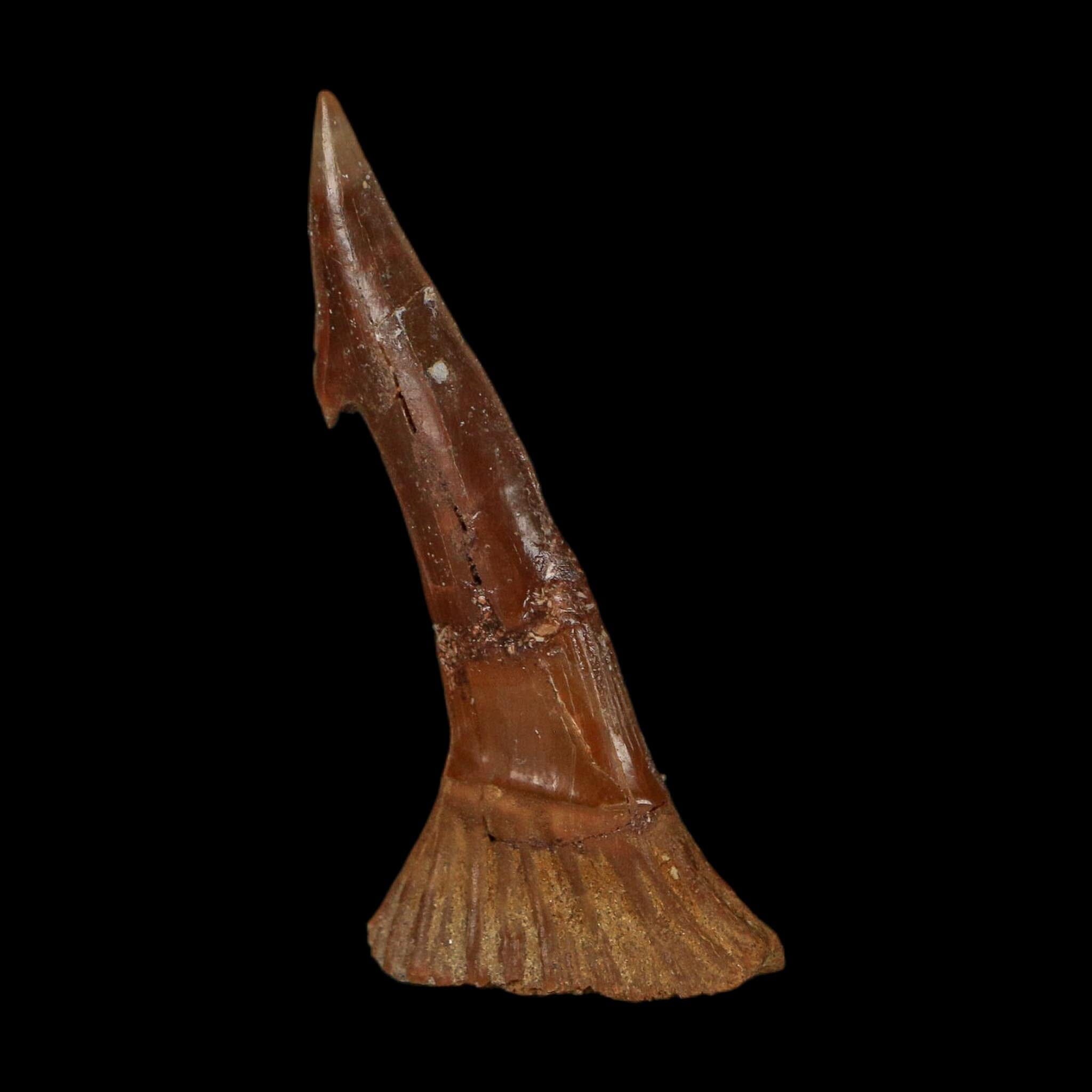 2.4" Sawfish Fossil Tooth Barb Onchopristis Numidus Cretaceous Dinosaur Era COA
