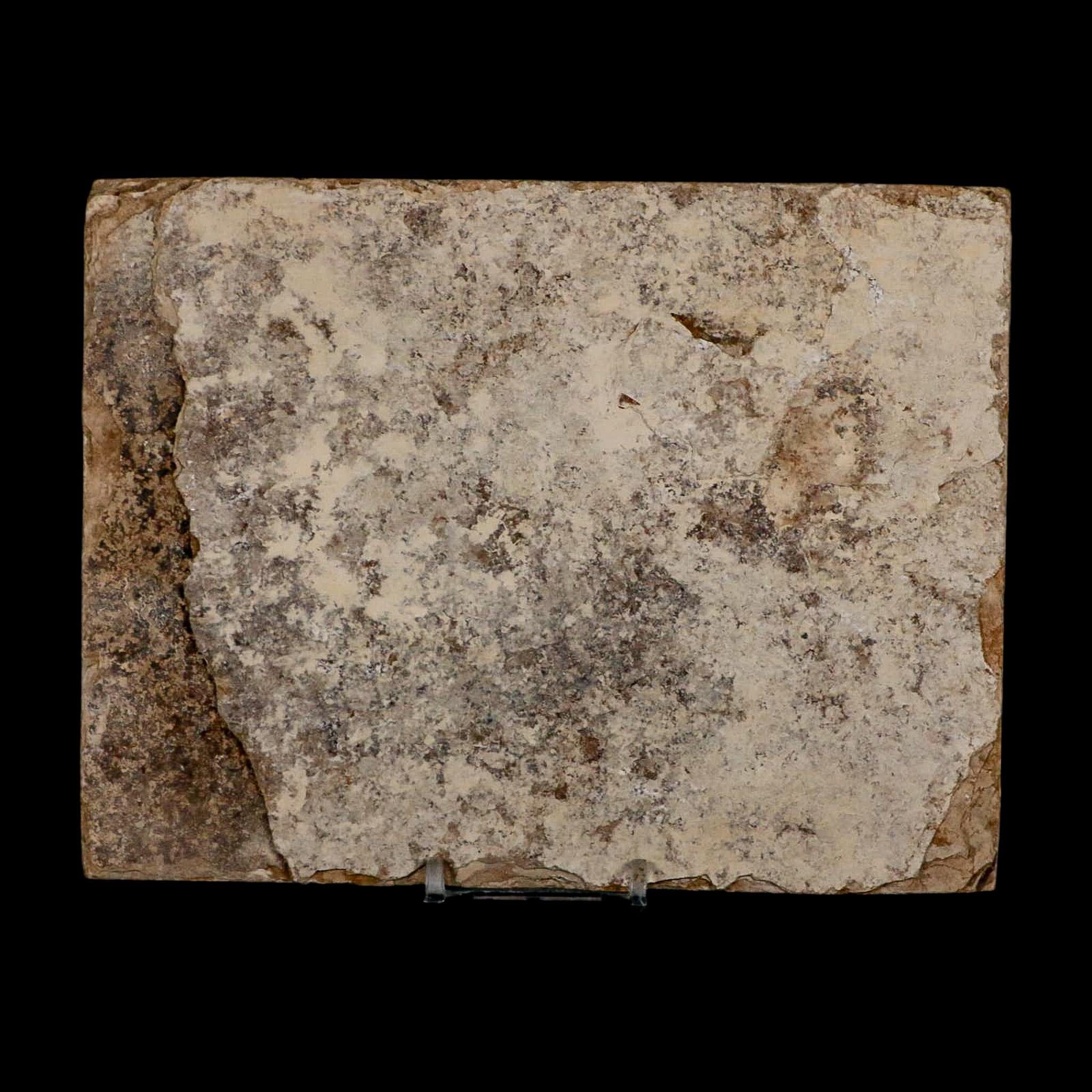XL 4.2" Diplomystus Dentatus Fossil Fish Green River FM WY Eocene Age COA, Stand - Fossil Age Minerals