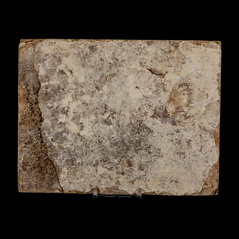 XL 4.2" Diplomystus Dentatus Fossil Fish Green River FM WY Eocene Age COA, Stand