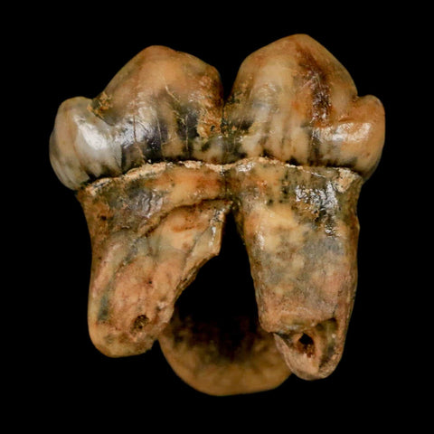 1.1" Extinct Cave Bear Ursus Spelaeus Incisor Tooth Rooted Pleistocene Age COA, Stand - Fossil Age Minerals