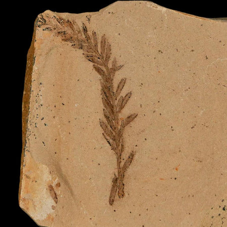 1.5" Detailed Fossil Plant Leafs Metasequoia Dawn Redwood Oligocene Age MT COA