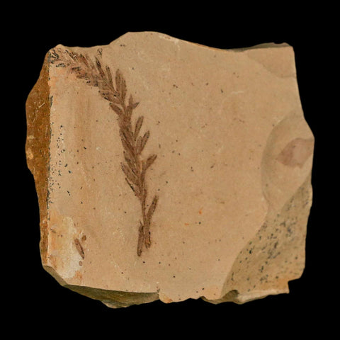 1.5" Detailed Fossil Plant Leafs Metasequoia Dawn Redwood Oligocene Age MT COA - Fossil Age Minerals