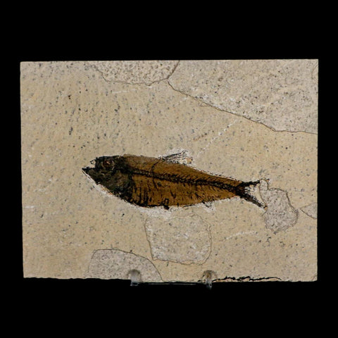 XL 4" Knightia Eocaena Fossil Fish Green River FM Wyoming Eocene Age COA & Stand - Fossil Age Minerals