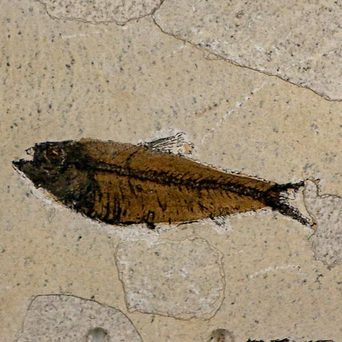 XL 4" Knightia Eocaena Fossil Fish Green River FM Wyoming Eocene Age COA & Stand - Fossil Age Minerals