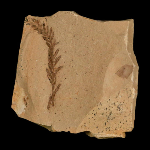 1.5" Detailed Fossil Plant Leafs Metasequoia Dawn Redwood Oligocene Age MT COA - Fossil Age Minerals