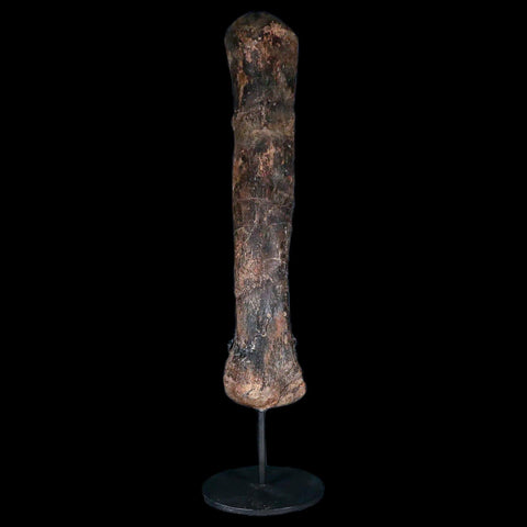 9.4" Pachycephalosaurus Dinosaur Fossil Metacarpal Bone Hell Creek FM MT COA - Fossil Age Minerals