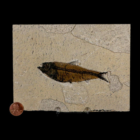 XL 4" Knightia Eocaena Fossil Fish Green River FM Wyoming Eocene Age COA & Stand - Fossil Age Minerals