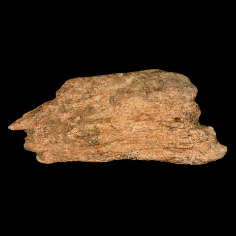 5.1" Triceratops Fossil Frill Bone Lance Creek FM Cretaceous Dinosaur Wyoming COA - Fossil Age Minerals