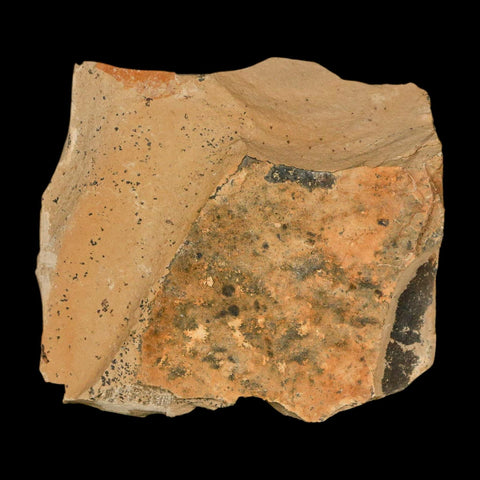1.5" Detailed Fossil Plant Leafs Metasequoia Dawn Redwood Oligocene Age MT COA - Fossil Age Minerals
