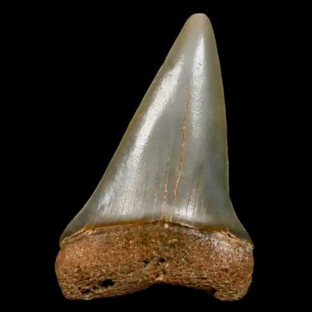 1.9" Quality Hastalis Mako Tooth Serrated Fossil Natural Miocene Age COA