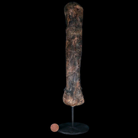 9.4" Pachycephalosaurus Dinosaur Fossil Metacarpal Bone Hell Creek FM MT COA - Fossil Age Minerals