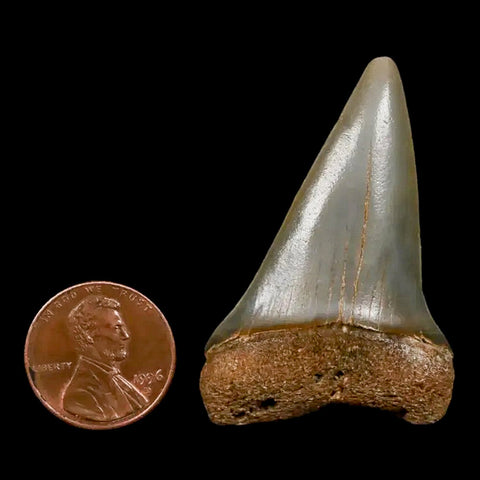 1.9" Quality Hastalis Mako Tooth Serrated Fossil Natural Miocene Age COA - Fossil Age Minerals