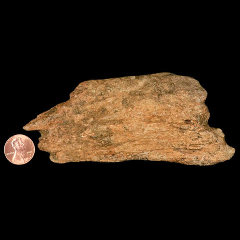5.1" Triceratops Fossil Frill Bone Lance Creek FM Cretaceous Dinosaur Wyoming COA - Fossil Age Minerals
