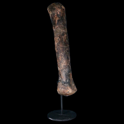 9.4" Pachycephalosaurus Dinosaur Fossil Metacarpal Bone Hell Creek FM MT COA - Fossil Age Minerals