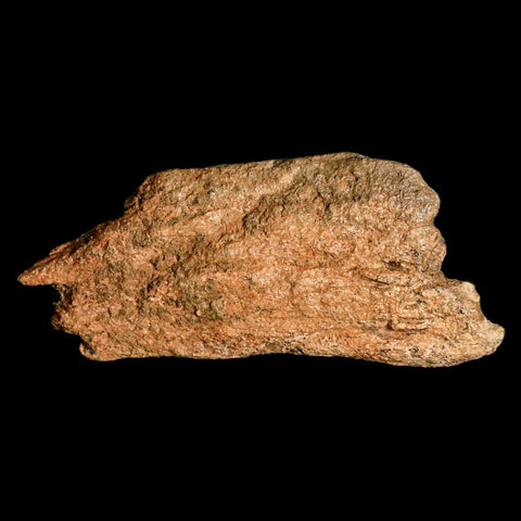 5.1" Triceratops Fossil Frill Bone Lance Creek FM Cretaceous Dinosaur Wyoming COA - Fossil Age Minerals