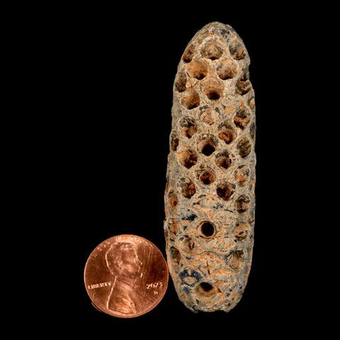 XXL 2.6" Fossil Pine Cone Equicalastrobus Replaced By Agate Eocene Age Seeds Fruit - Fossil Age Minerals