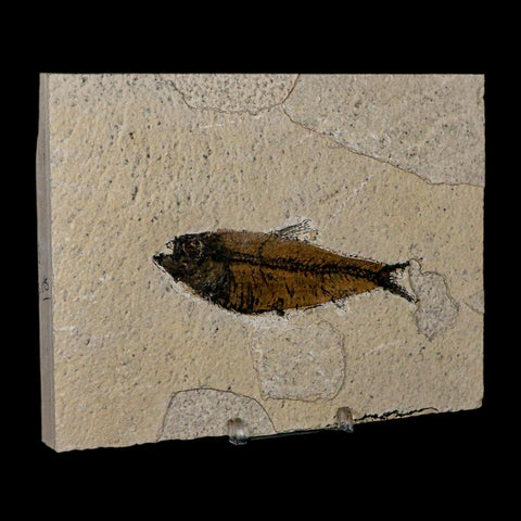 XL 4" Knightia Eocaena Fossil Fish Green River FM Wyoming Eocene Age COA & Stand - Fossil Age Minerals