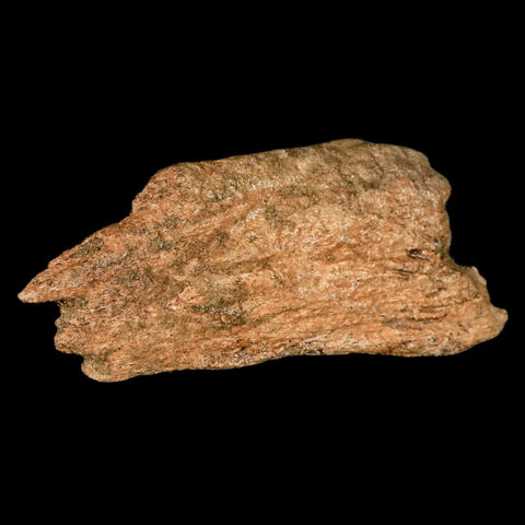 5.1" Triceratops Fossil Frill Bone Lance Creek FM Cretaceous Dinosaur Wyoming COA - Fossil Age Minerals