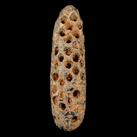 XXL 2.6" Fossil Pine Cone Equicalastrobus Replaced By Agate Eocene Age Seeds Fruit - Fossil Age Minerals