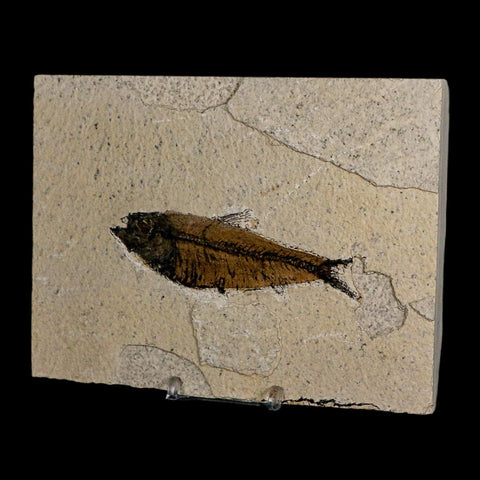 XL 4" Knightia Eocaena Fossil Fish Green River FM Wyoming Eocene Age COA & Stand - Fossil Age Minerals
