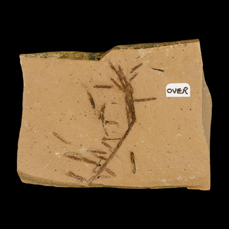 Two 2 Detailed Fossil Plant Leafs Metasequoia Dawn Redwood Oligocene Age MT COA