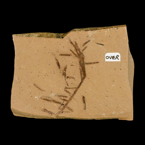 Two 2 Detailed Fossil Plant Leafs Metasequoia Dawn Redwood Oligocene Age MT COA - Fossil Age Minerals