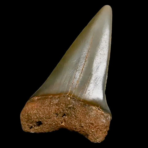 1.9" Quality Hastalis Mako Tooth Serrated Fossil Natural Miocene Age COA - Fossil Age Minerals
