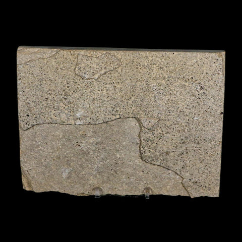 XL 4" Knightia Eocaena Fossil Fish Green River FM Wyoming Eocene Age COA & Stand - Fossil Age Minerals