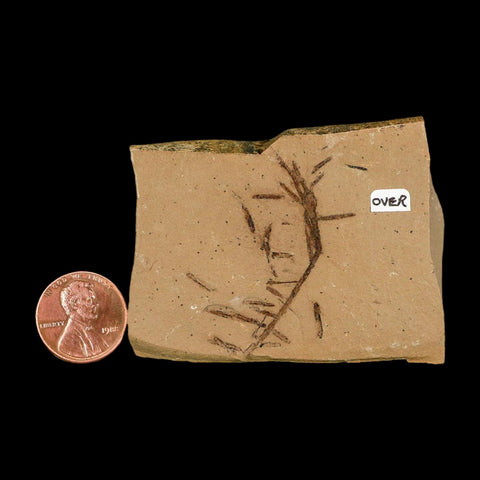Two 2 Detailed Fossil Plant Leafs Metasequoia Dawn Redwood Oligocene Age MT COA - Fossil Age Minerals