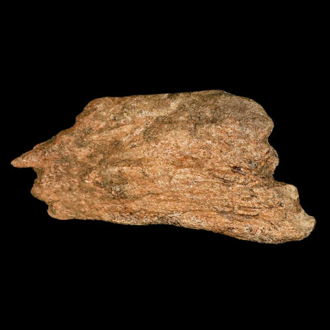 5.1" Triceratops Fossil Frill Bone Lance Creek FM Cretaceous Dinosaur Wyoming COA - Fossil Age Minerals