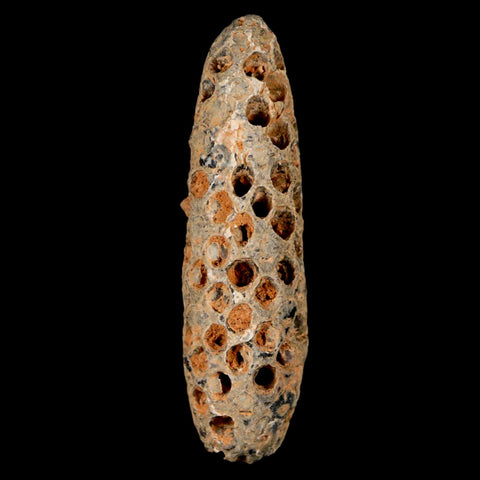 XXL 2.6" Fossil Pine Cone Equicalastrobus Replaced By Agate Eocene Age Seeds Fruit - Fossil Age Minerals