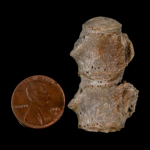 1.5" Mosasaur Fossil Vertebrae Bones Upper Cretaceous Dinosaur Era Kansas - Fossil Age Minerals