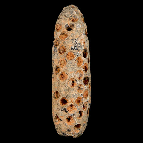 XXL 2.6" Fossil Pine Cone Equicalastrobus Replaced By Agate Eocene Age Seeds Fruit - Fossil Age Minerals