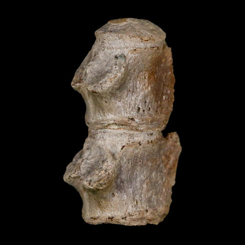 1.5" Mosasaur Fossil Vertebrae Bones Upper Cretaceous Dinosaur Era Kansas - Fossil Age Minerals