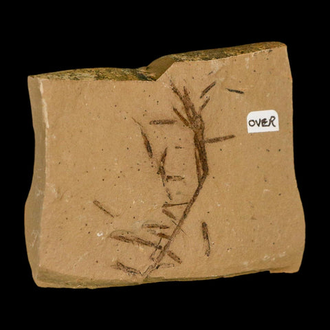 Two 2 Detailed Fossil Plant Leafs Metasequoia Dawn Redwood Oligocene Age MT COA - Fossil Age Minerals