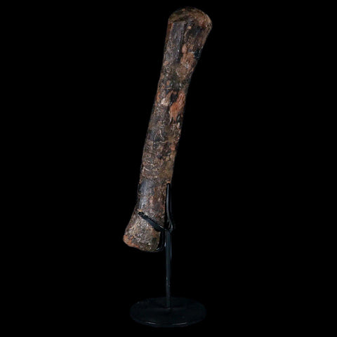 9.4" Pachycephalosaurus Dinosaur Fossil Metacarpal Bone Hell Creek FM MT COA - Fossil Age Minerals
